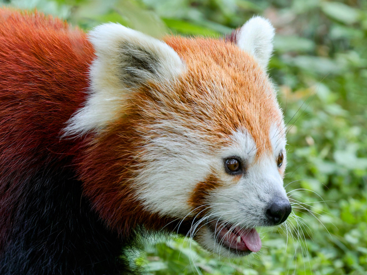 Photo of a red panda.