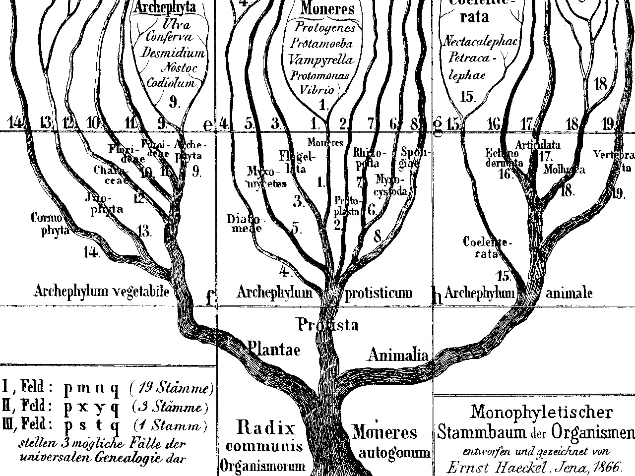 Fragment of a scan of the Tree of Life diagram.