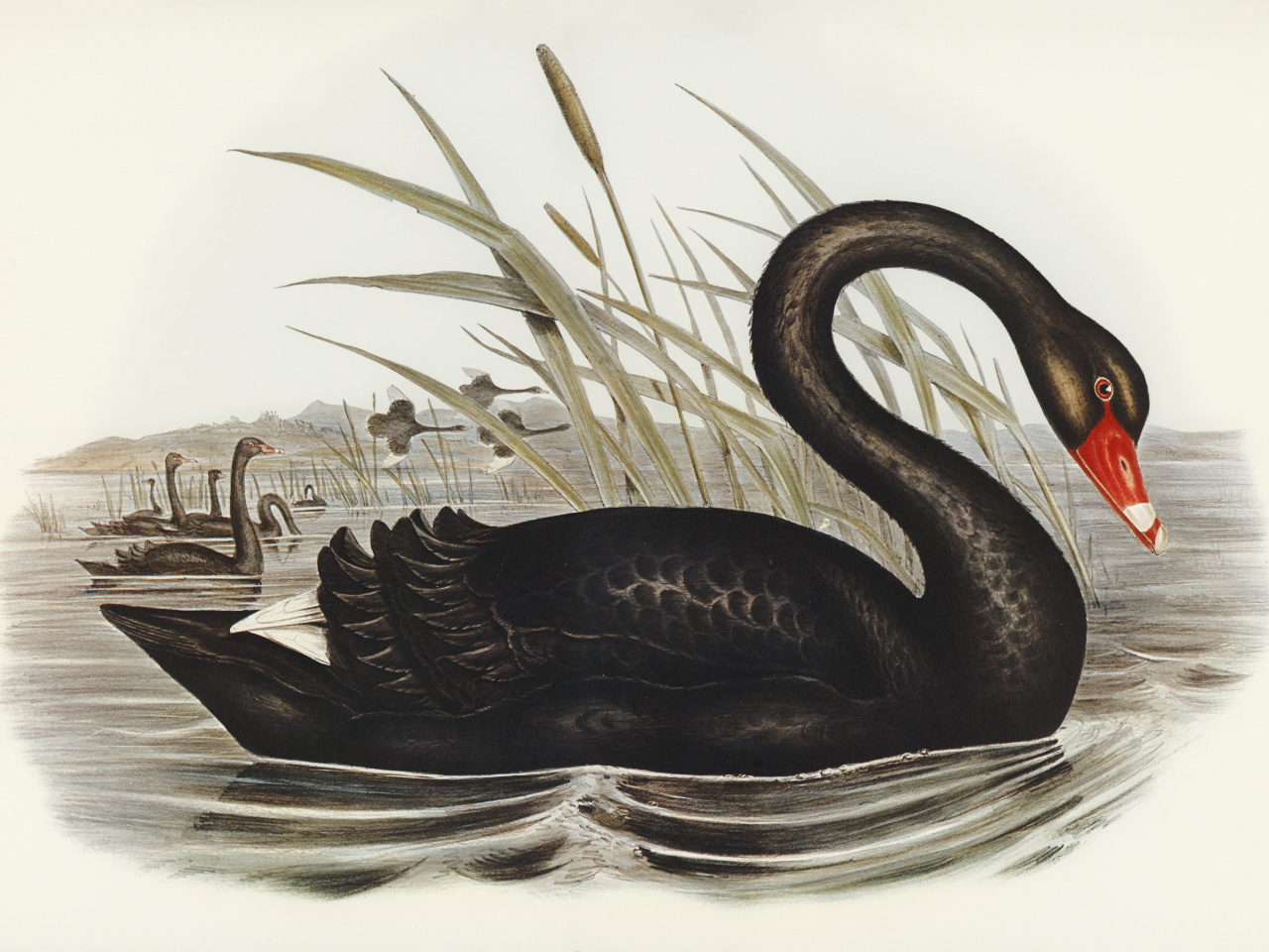 Image of a black swan.